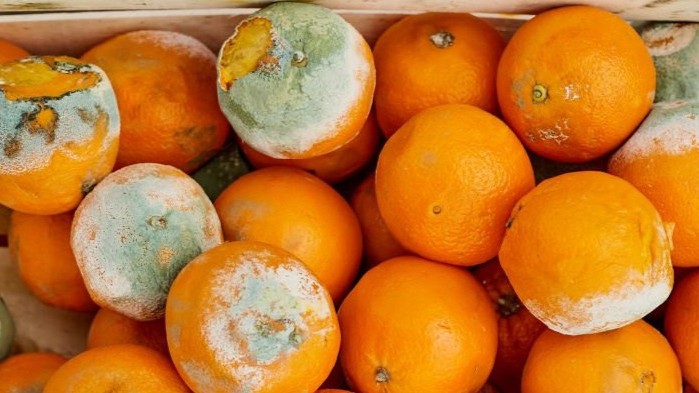 Control of citrus postharvest green and blue molds by avocado stone extract  .jpg